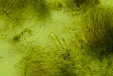 Claussenomyces olivaceus image