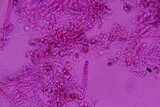 Claussenomyces olivaceus image