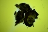 Claussenomyces olivaceus image