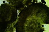 Claussenomyces olivaceus image