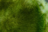 Claussenomyces olivaceus image