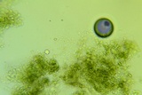 Claussenomyces olivaceus image