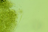 Claussenomyces olivaceus image