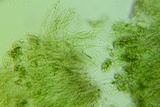 Claussenomyces olivaceus image