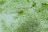 Claussenomyces olivaceus image