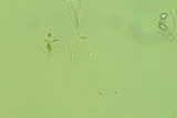 Claussenomyces olivaceus image