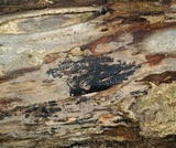 Nemania beaumontii image