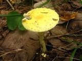 Amanita amerimuscaria image