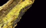 Nemania beaumontii image