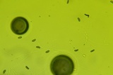 Nemania beaumontii image