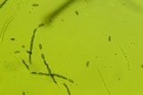 Nemania beaumontii image