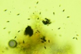 Nemania beaumontii image
