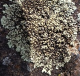 Lecanora muralis image