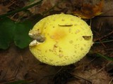 Amanita amerimuscaria image