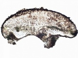 Caloplaca pyracea image