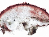 Caloplaca pyracea image