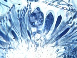 Caloplaca pyracea image