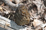Morchella snyderi image