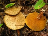 Suillus spraguei image