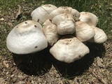 Pluteus petasatus image