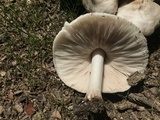 Pluteus petasatus image