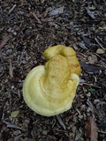 Ganoderma colossus image