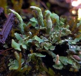 Cladonia ochrochlora image