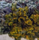 Oxneria fallax image