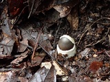 Amanita fuligineodisca image