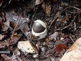 Amanita fuligineodisca image