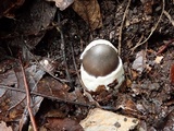 Amanita fuligineodisca image