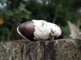 Amanita fuligineodisca image