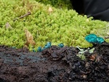 Chlorociboria aeruginascens image