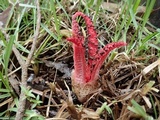 Clathrus archeri image
