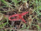 Clathrus archeri image