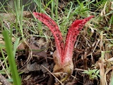 Clathrus archeri image