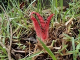 Clathrus archeri image