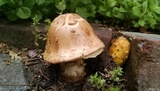 Amanita flavorubens image