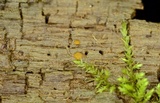 Sphaerosporium lignatile image