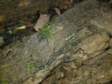 Sphaerosporium lignatile image
