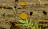Sphaerosporium lignatile image