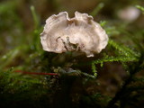 Arrhenia retiruga image