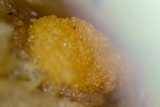 Sphaerosporium lignatile image