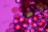 Sphaerosporium lignatile image