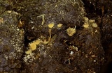 Lasiobolus intermedius image