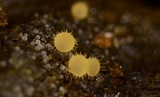 Lasiobolus intermedius image