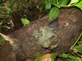 Lasiobolus intermedius image