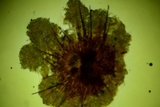 Lasiobolus intermedius image