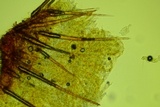 Lasiobolus intermedius image