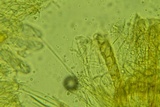 Lasiobolus intermedius image